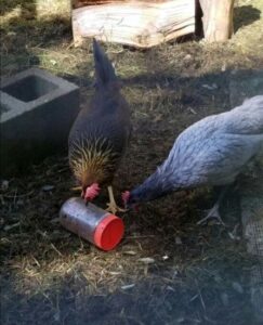 How to Keep Your Chickens Happy: A Chicken Owner’s Adventures Image
